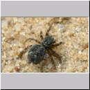 Sitticus pubescens - Springspinne 01b 4mm - Sandgrube.jpg